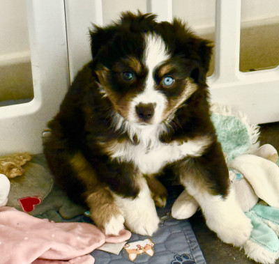 Azur petit mâle très sage et joueur