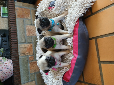 Carlin - Chiots carlin Lof disponible