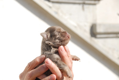 Chihuahua - Chiots chihuahua à poil long