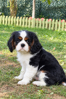 Cavalier King Charles Spaniel - ?Chiots Cavalier King Charles à vendre? - 915126