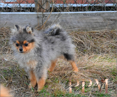 Spitz allemand - Chiot Poms