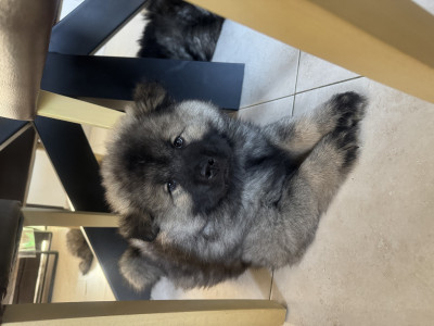 Eurasier - Chiots Eurasier LOF