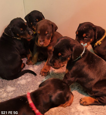 Dobermann - Chiots Dobermann LOF