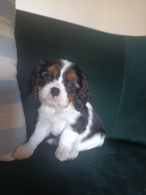 Cavalier King Charles Spaniel - Femelle cavalier king charles - Des joyaux de bailly