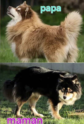 Chien finnois de Laponie - Magnifiques chiots finnois de laponie LOF
