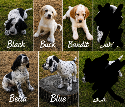Setter Anglais - Chiots Setter Anglais