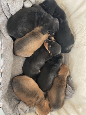 Teckel poil ras - Chiots teckels poil ras standards  LOF