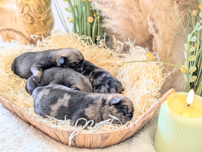 Carlin - Adorables carlins aux couleurs rares exotiques/inscrits au FBKC/éLEVAGE éTHIQUE / BIEN-êTRE ANIMal - Le domaine d'IRIS