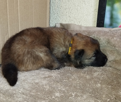 Eurasier - Vente chiots eurasier lof - des collines de haute bretagne