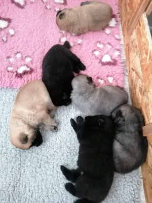 Eurasier - chiots eurasiers lofà réserver