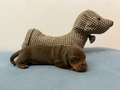 Chiot 3