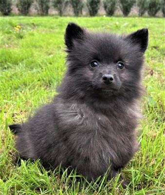 Spitz allemand - SPITZ ALLEMAND