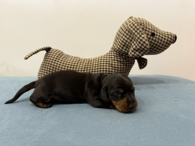 Chiot 1
