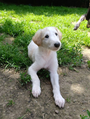 Barzoi - Adorables chiots Barzoi