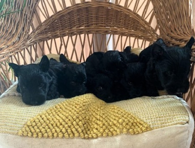 Scottish Terrier - chiots scottish terrier - DU NOORDDUIVEN