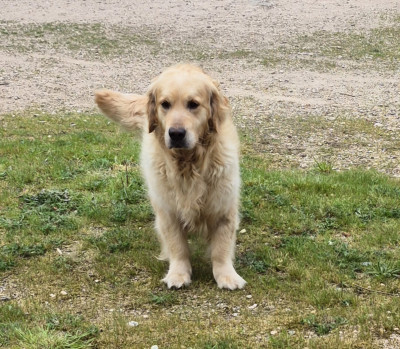 Golden Retriever - chiots golden retriever - des champs perrin
