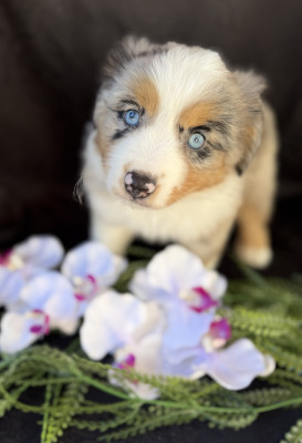 Berger Américain Miniature  - Élevage des Trésors Du Sud