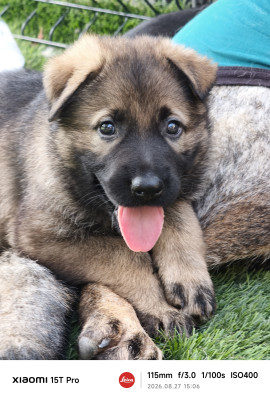 Berger Allemand - Berger Allemand dos droit