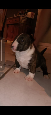 Bull Terrier Miniature - Chiot femelle bull terrier miniature