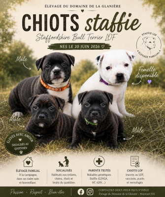 Staffordshire Bull Terrier - Superbes chiots Staffie LOF - Du Domaine de la Glanière