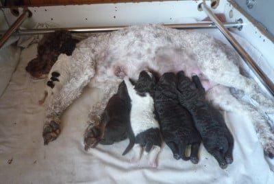 Lagotto Romagnolo - chiots lagotto romagnolo - des peupleraies de chautagne