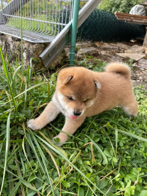 Shiba - Chiot shiba inu roux mâle LOF - by Doggo Drill