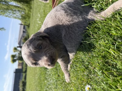 Braque de Weimar - Braques de weimar poils longs