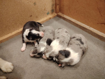 Shetland Sheepdog - Chiots berger des shetland