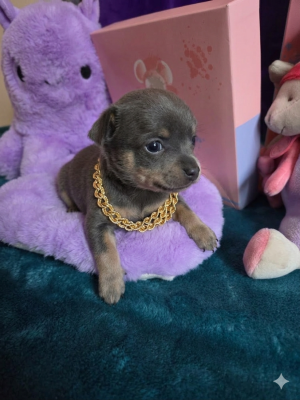 Russkiy Toy (Petit Chien Russe) - Chiot russkiy toy - De L'Empire du Toy
