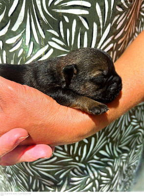 Border Terrier - CHIOTS , ELEVAGE DU MONTERELET