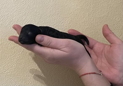 Caniche - Caniche Toy Noir Frisés - Kama Rati