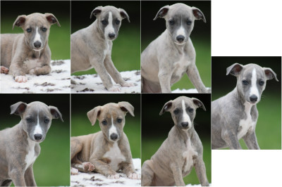 Whippet - A RESERVER - Magnifiques chiots Whippet LOF
