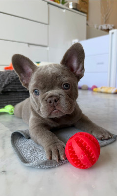 Bouledogue français - Boubou exotique - Bullzattitude