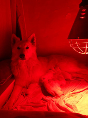 Berger Blanc Suisse - Chiots Berger blancs Suisses