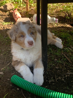 Berger Australien - Bergers Australien cherchent famille pour la vie