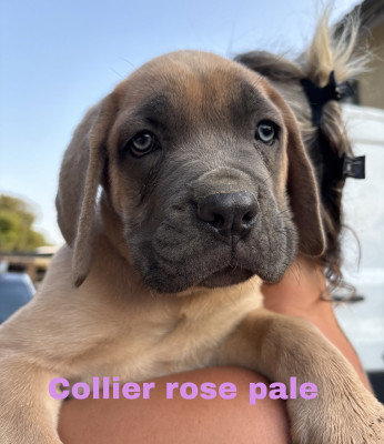 Cane Corso - Magnifiques cane corso - Des Demoiselles du Formans