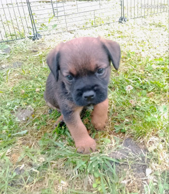 Border Terrier - chiots border terrier