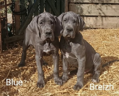 Dogue allemand - Chiots dogue allemand bleus LOF - De l'Hermine Arlequine