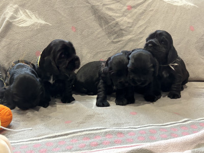 Les bébés