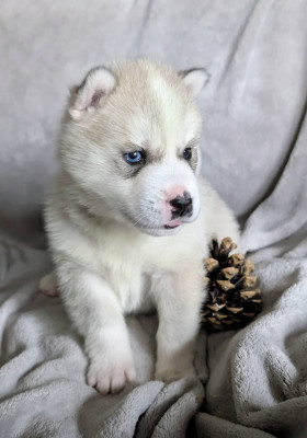 Siberian Husky - Chiots Husky Sibérien LOF - Des Sibériens du Ried