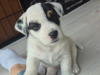 Jack Russell Terrier - Chiots Jack Russell LOF ? 3 mâles ? Deauville