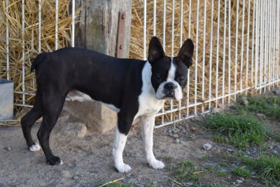 Boston Terrier - CHIOTS BOSTON TERRIER - DES GUERRIERS DE LA LUMIERE
