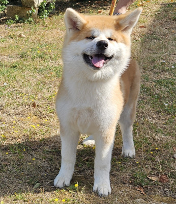 Akita - Magnifiques Chiots Akita Inu LOF-Elevage du Moulin Guyot - Du Moulin Guyot