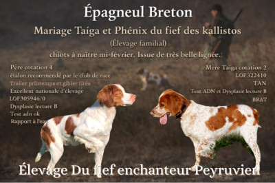 Epagneul Breton - Chiot Epagneul Breton LOF - Du fief enchanteur Peyruvien