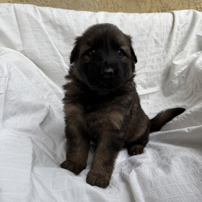 Berger Allemand Poil Long - Chiots Berger allemand poils longs