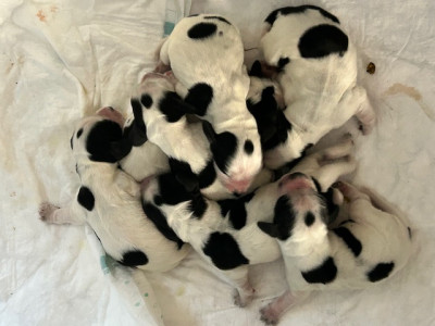 Cocker Spaniel Anglais - 7 jolis cockers en pleine santé !
