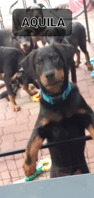 Je m'appelle AQUILA