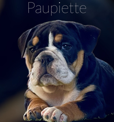 Bulldog Anglais - SUBLIME FEMELLE BULLDOG EXO TOP SYMPA