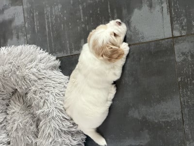 Coton de Tulear - Coton de tulear