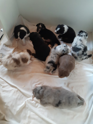 Berger Australien - Vend chiots Berger Australien